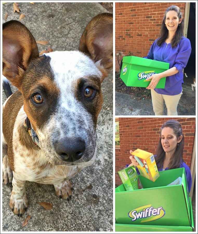 Swiffer makes cleaning up after dogs easy!