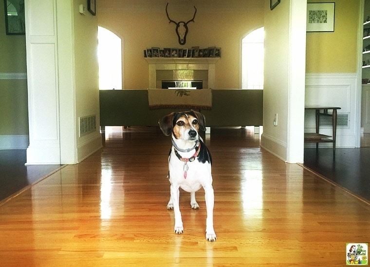 Hardwood floors cleaned with Bona hardwood floor cleaner.