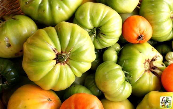 Green Tomato Ketchup Recipe.