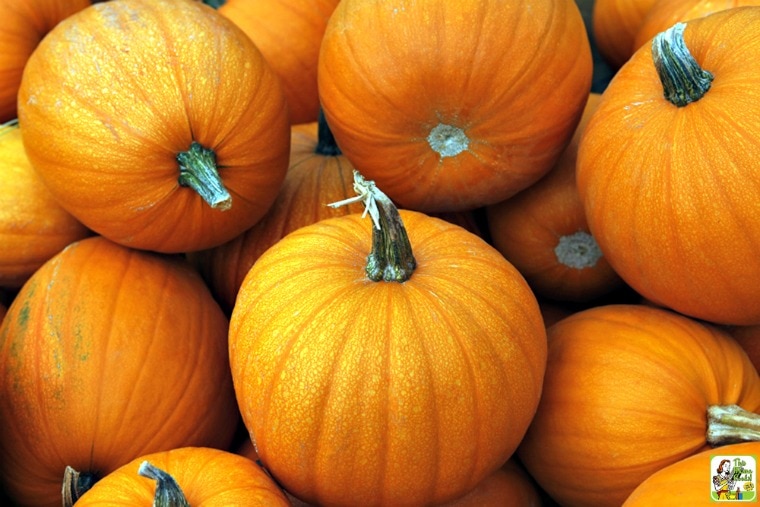 A pile of pumpkins.