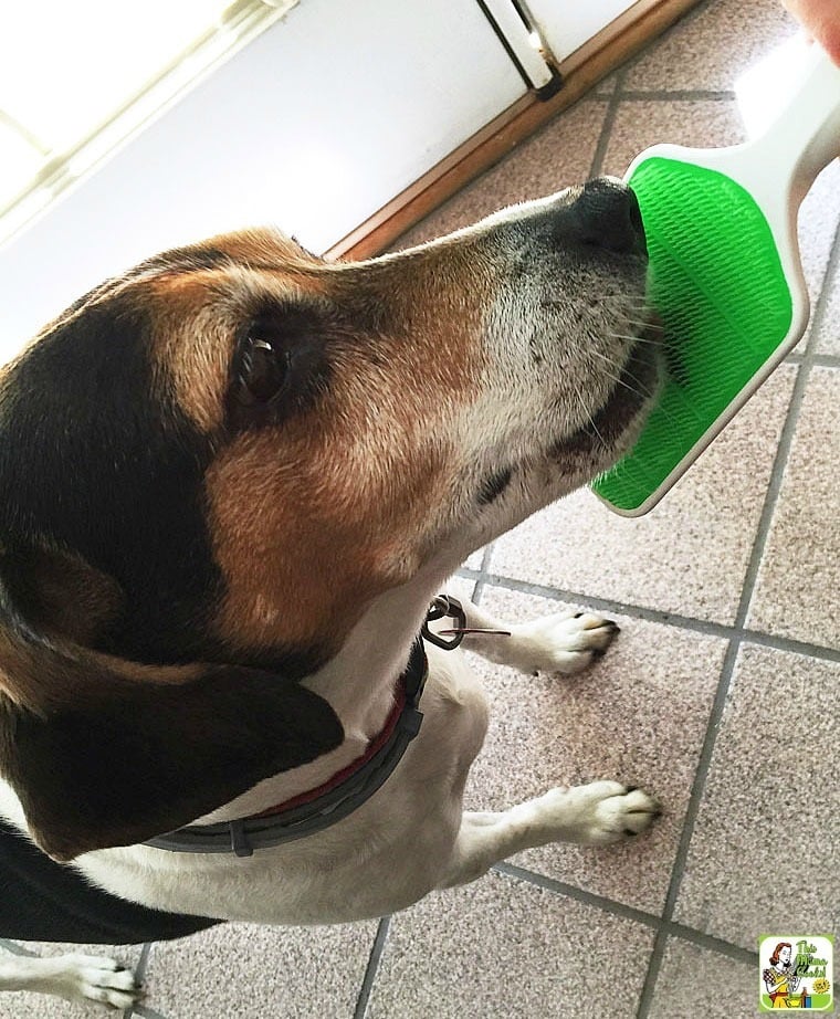 Natural Way To Treat Bad Breath In Dogs Natural Way To Treat Bad Breath In Dogs