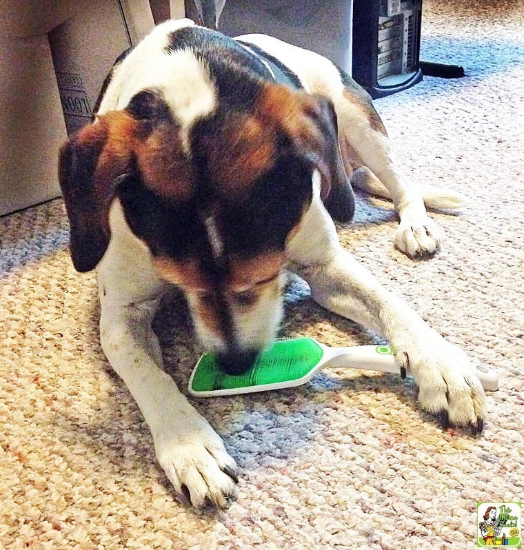 What To Put In Dog S Water For Bad Breath What To Put In Dog S Water For Bad Breath