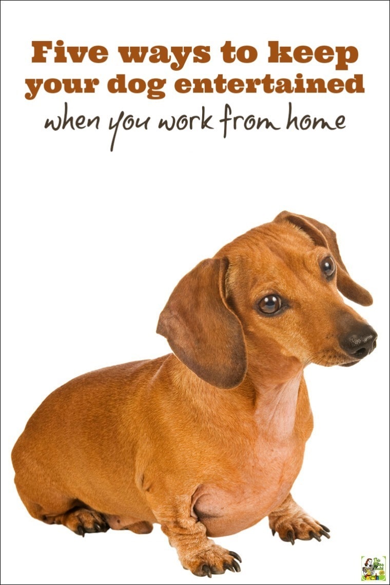Natural Way To Treat Bad Breath In Dogs Natural Way To Treat Bad Breath In Dogs